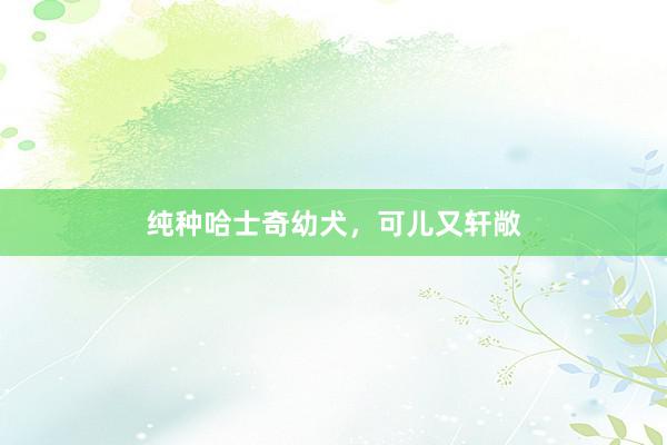 纯种哈士奇幼犬,可儿又轩敞