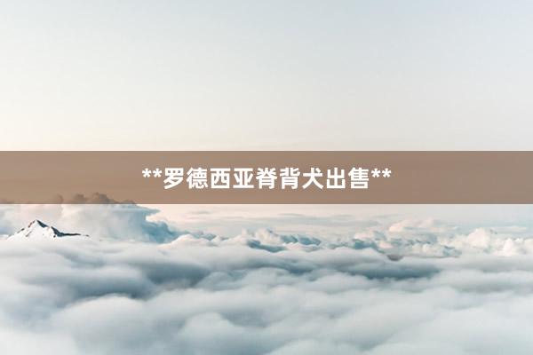 **罗德西亚脊背犬出售**